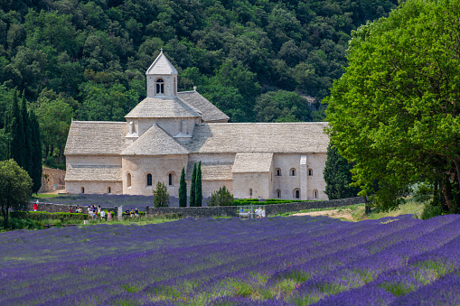 Old Senanque Abbey with blooming lavender field at sunset - Provence, France