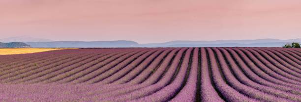 오트 알프스 프로방스 코트 다 쥐르 (haute alpes provence cote d' azur)의 일몰에 plateau de valensole 라벤더 밭 - lavender coloured lavender provence alpes cote dazur field 뉴스 사진 이미지
