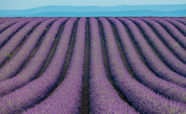 plateau de valensole lavender field at sunset in haute alpes provence cote d'azur - provence alpes cote dazur france lavender field photos et images de collection
