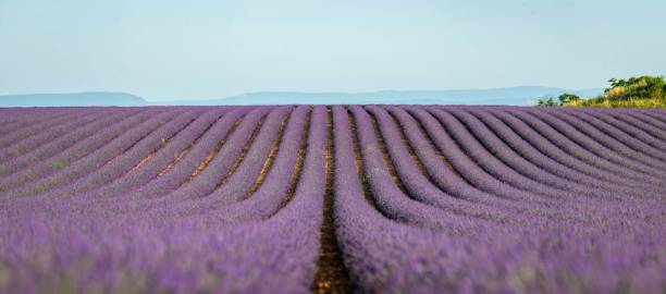 오트 알프스 프로방스 코트 다 쥐르 (haute alpes provence cote d' azur)의 일몰에 plateau de valensole 라벤더 밭 - lavender coloured lavender provence alpes cote dazur field 뉴스 사진 이미지