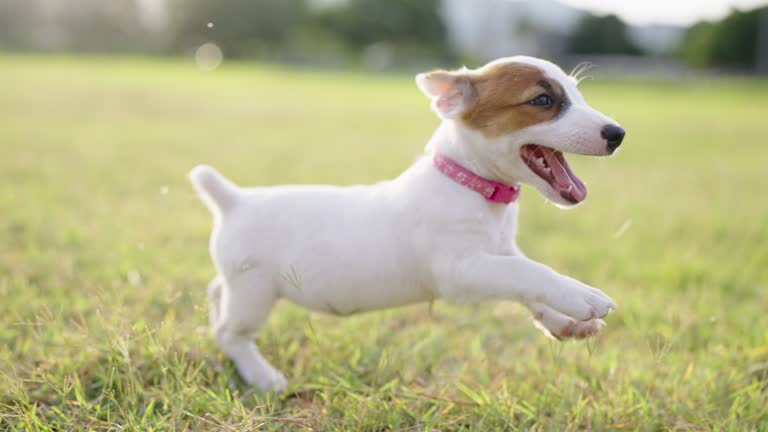 Jack Russell Terrier walking and running on the field with sunlight in the evening