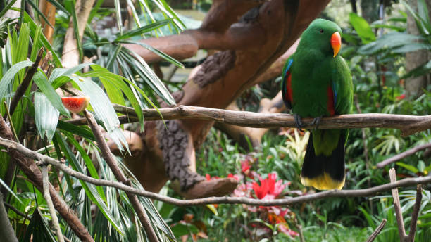 istock Close up view of Eclectus Parrot on the branches. 1544778394