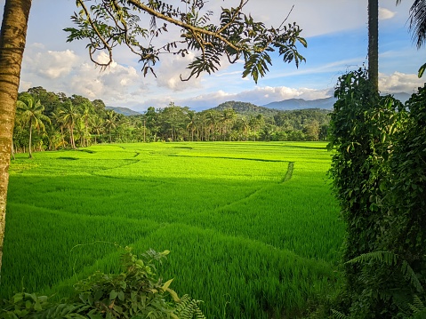 Sunny morning atmosphere in the middle of green rice fields