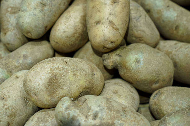istock Potatoes in the market. 1544781962