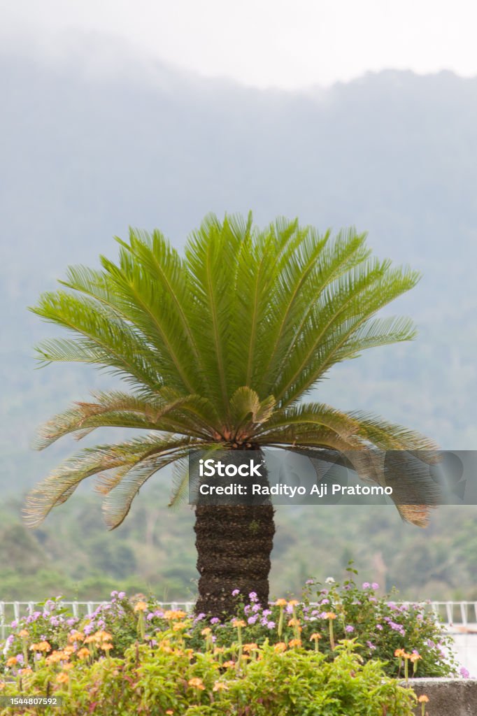 Cycas revoluta at the height of Banjarnegara, Indonesia Japanese sago palm (Cycas revoluta) grows among the flowers on the highlands in Banjarnegara, Indonesia. You can see the mountainous background that characterizes the city Agriculture Stock Photo