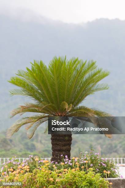 Cycas Revoluta At The Height Of Banjarnegara Indonesia Stock Photo - Download Image Now