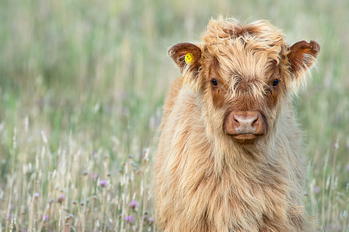 Scottish Highland Cattle, baby animals looking in the camera