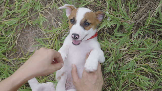 Jack Russell Terrier puppy got a belly rubbing and petting