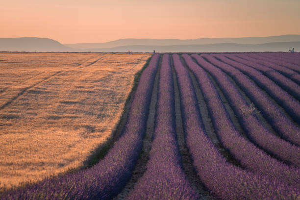 오트 알프스 프로방스 코트 다 쥐르 (haute alpes provence cote d' azur)의 일몰에 plateau de valensole 라벤더 밭 - lavender coloured lavender provence alpes cote dazur field 뉴스 사진 이미지