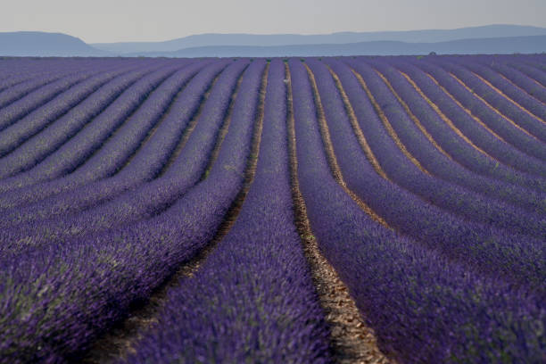 오트 알프스 프로방스 코트 다 쥐르 (haute alpes provence cote d' azur)의 일몰에 plateau de valensole 라벤더 밭 - lavender coloured lavender provence alpes cote dazur field 뉴스 사진 이미지