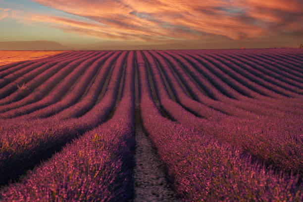 오트 알프스 프로방스 코트 다 쥐르 (haute alpes provence cote d' azur)의 일몰에 plateau de valensole 라벤더 밭 - cote de azure 뉴스 사진 이미지