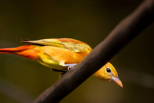 Male Euphony bird perched on a wire