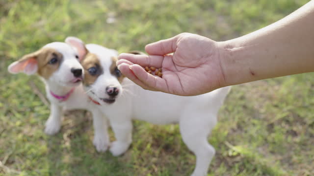 Slow motion of human hand giving dog food to two jack russell puppies