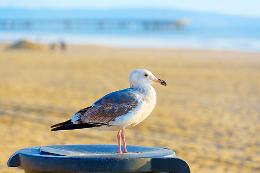 Seagull on a beach in northern France, in Normandy