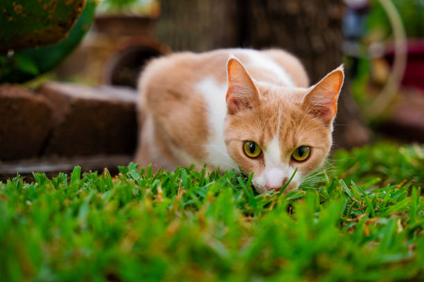 istock Young cat smelling the cut grass 1544887160