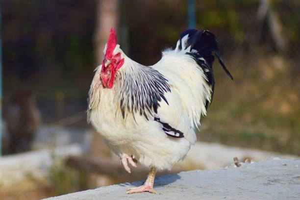 istock Rooster in a farm. 1544887162