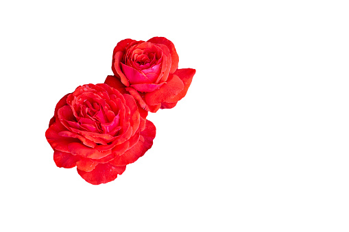 red rose blossom on white background, isolated, close up