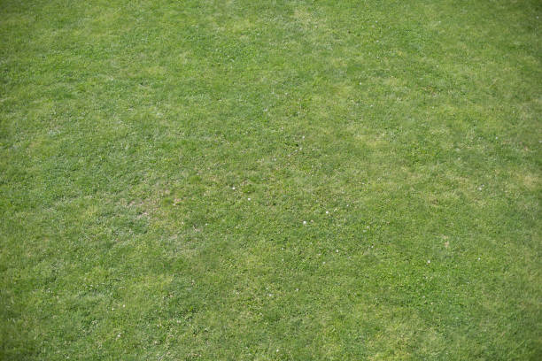 istock Green grass. Top view field. Lawn in park. 1544925931