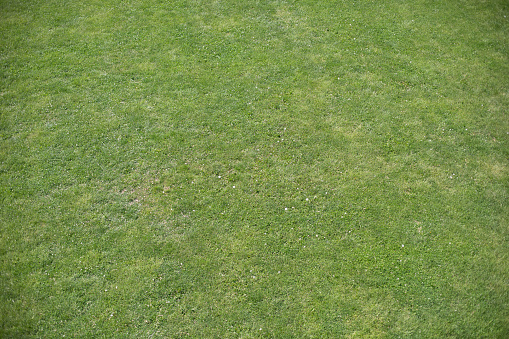 Green grass. Top view field. Lawn in park. Summer background.