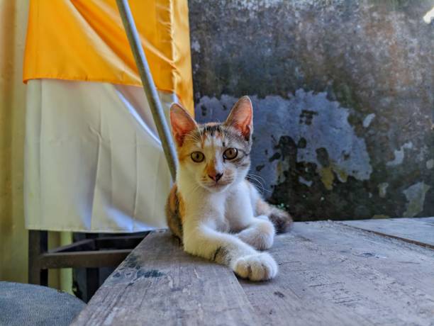 istock Kaliko cat is sitting 1544977091