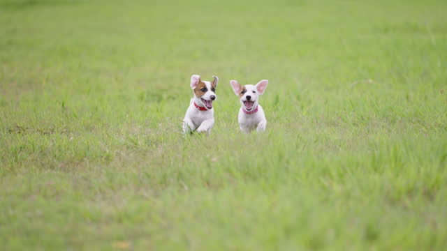 Two happy and playful jack russell terriers puppies running on the field on sunny day in the public dog park or backyard