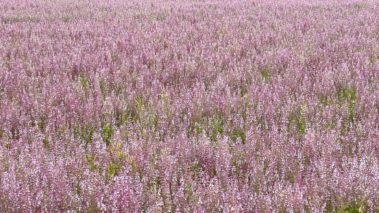 Summer flower field Colorful meadow with wild flowers