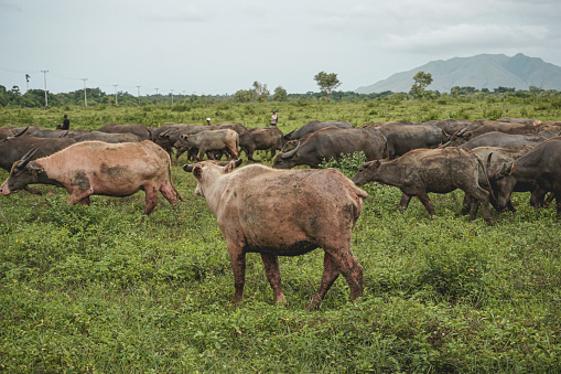The Activities of buffalo herders on Moa Island, Southwest Maluku