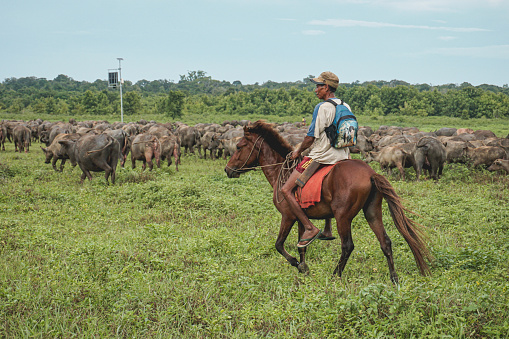 The Activities of buffalo herders on Moa Island, Southwest Maluku
