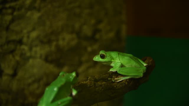Small green Chinese flying frog