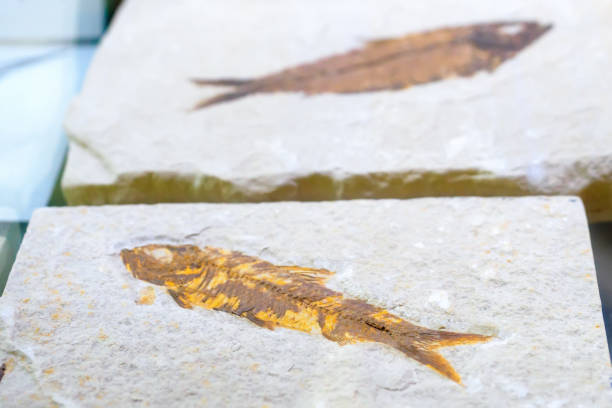 istock Skeleton of fossilized fish imprinted in stone. prehistoric artifact 1545030999