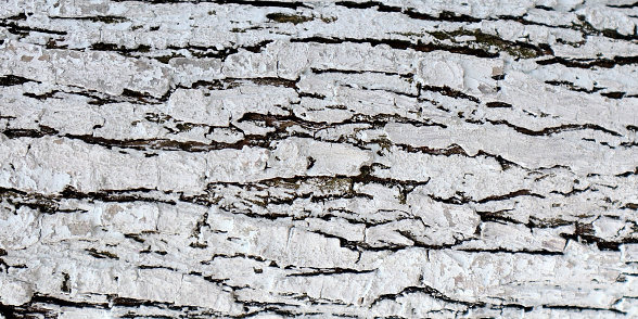 Abstract background with whitewashed tree bark
