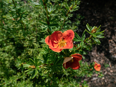 Shrubby Cinquefoil (Pentaphylloides or Potentilla fruticosa) 'Red robin' with small leaves composed of five leaflets and red flowers, pale yellow on the reverse, in summer and early autumn