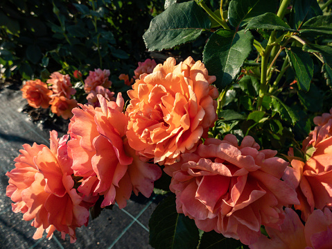 Variety of floribunda rose ' Easy Does It' with small clusters of cupped, open, ruffled, tangerine to peach pink flowers. Packed with wavy petals, the stunning blossoms emit a fruity fragrance