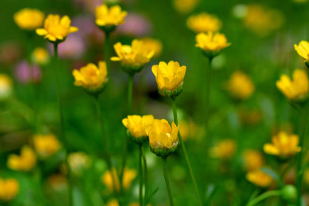 istock Coleostephus multicaulis / Yellow Daisy / Chrysanthemum multicaule 1545094419