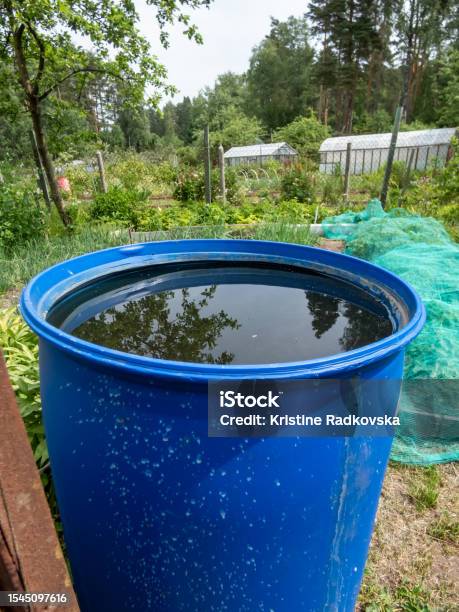 Fähigkeit Von Pflanzen Zum Speichern Von Wasser Blaues Wasserfass Aus Kunststoff Das Zum Sammeln Und Speichern Von