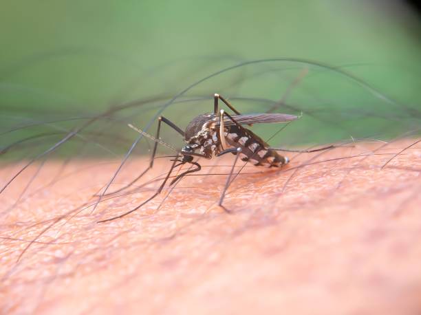 istock Mosquito landing on human skin. 1545099717
