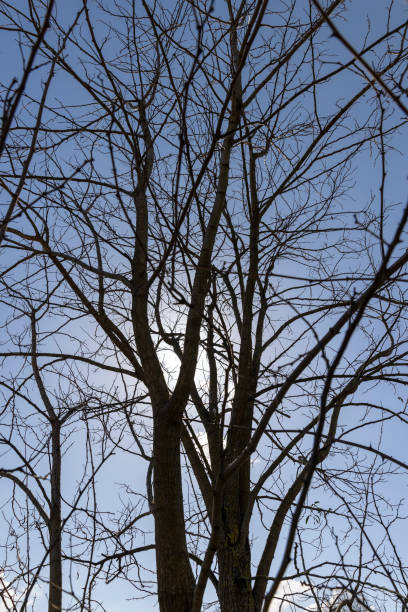 istock deciduous trees in sunny weather in early spring 1545100819