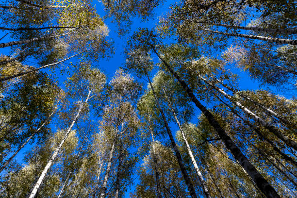 istock sunny autumn weather in the birch forest 1545101364