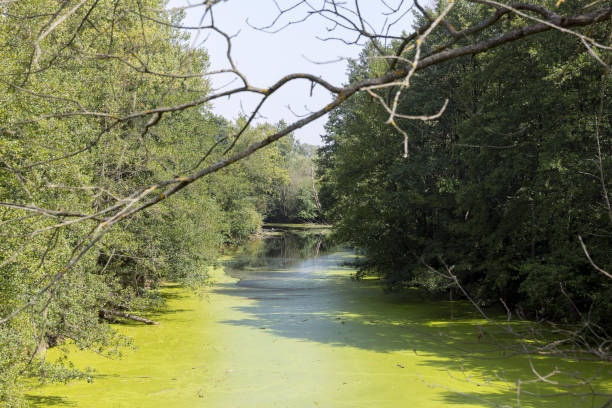 istock Swampy terrain with plants in summer 1545102510