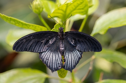 A large butterfly native to southern Asia that belongs to the swallowtail family. It is widely distributed and has thirteen subspecies. The female is polymorphic and with mimetic forms.