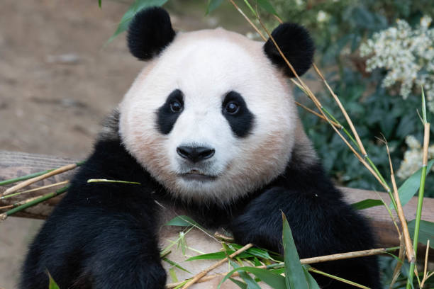 istock Close up Little Cute Panda in Korea, Fu Bao 1545111972