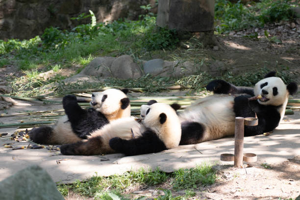 istock Close up Giant Panda in Chengdu Panda Base, SiChuan, China 1545121599