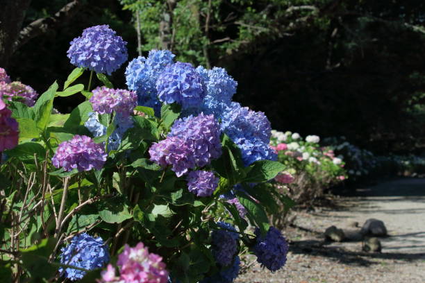 istock Noichi hydrangea road,Sunny day in the rainy season (Konan City, Kochi Prefecture) 1545121608