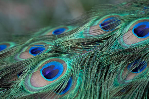 istock Close up Beautiful Male Indian feathers 1545123661