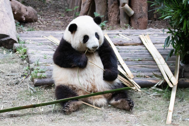 istock Sweet Fluffy Panda, He Hua, Chengdu Panda Base, China 1545123689