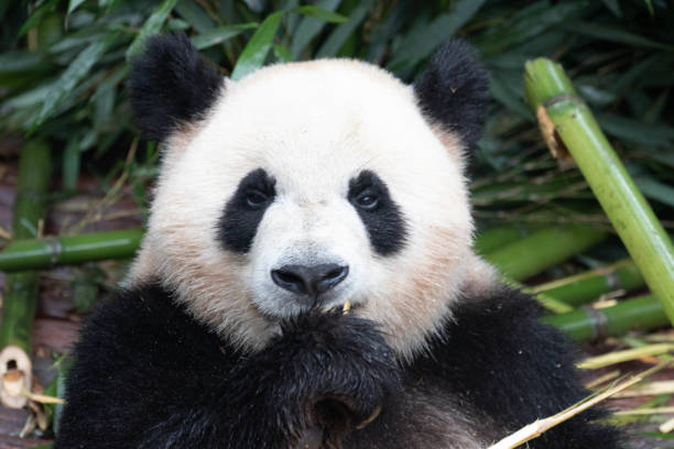 istock Cute Fluffy Panda in Chengdu Panda Base, China 1545124192