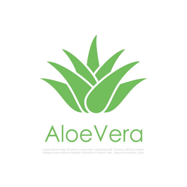 Aloe Vera plant icon Aloe Vera plant icon on white background aleo vera stock illustrations