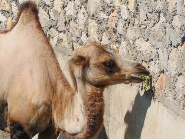istock Bactrian camel at the zoo. During summer 1545138562