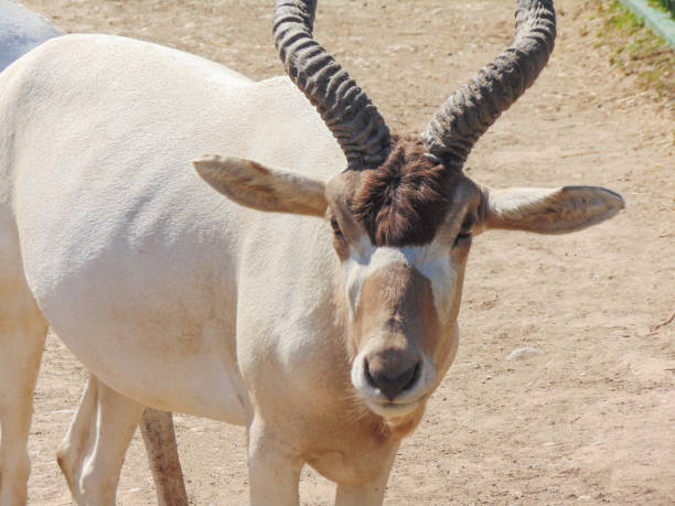 istock Portrait of an Addax antelope (Addax nasomaculatus) 1545138563