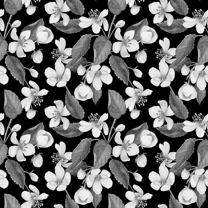 Black and white seamless pattern of apple flowers. Blooming tree. Isolated botanical elements hand drawn in watercolor on a black background.